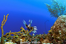 Lionfish by Emily Melvin 